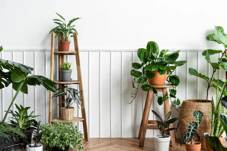 A Guide To Decorating Your Home With Plants