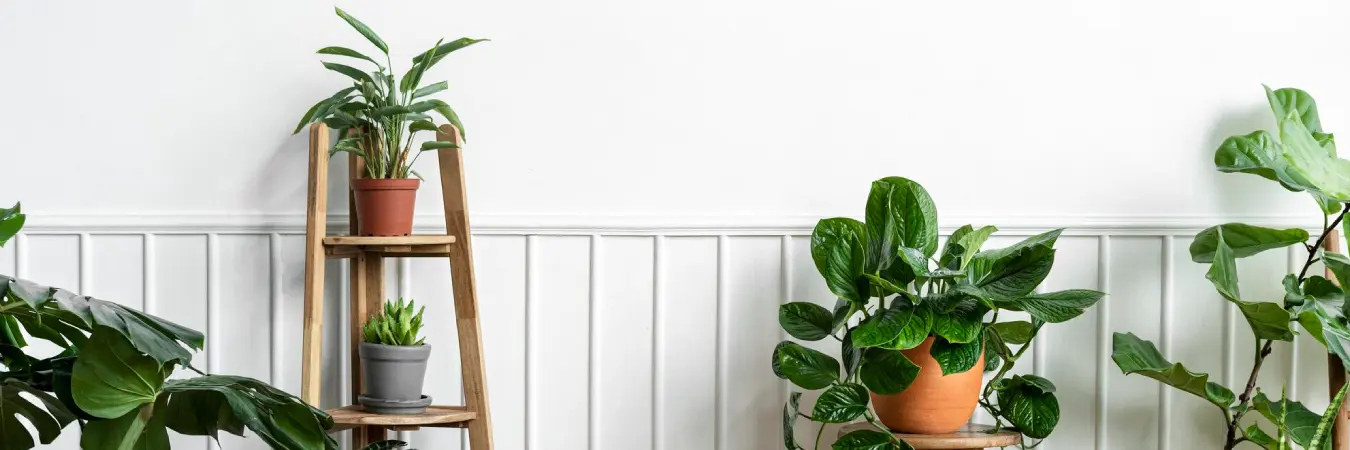 A Guide To Decorating Your Home With Plants